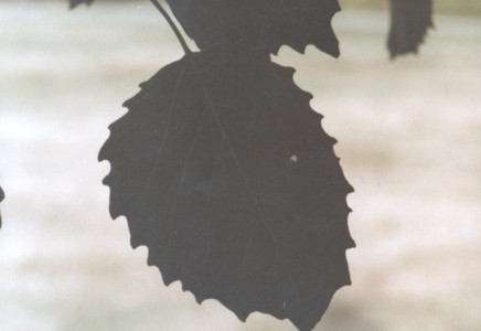 scan0012.tif